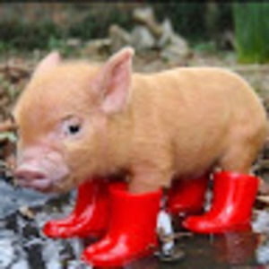 Meet your Posher, Lindsay